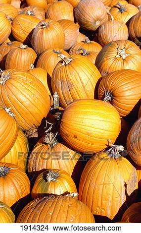 Detail Of Orange Pumpkins View Large Photo Image Picture - Detail Of Orange Pumpkins. Fotosearch