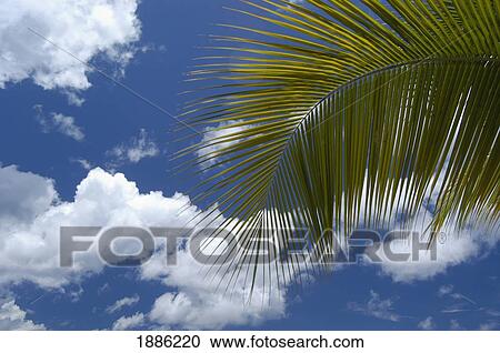 Stock Image - Detail Of Palm Frond Against Blue Sky And Clouds. Fotosearch