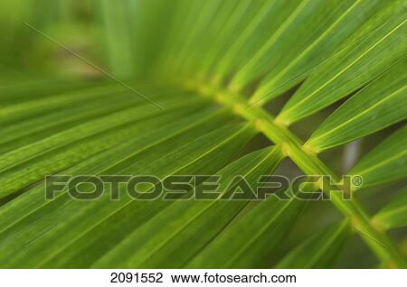 Detail Of Palm Frond, Jamaica. View Large Photo Image Stock Image - Detail Of Palm Frond, Jamaica.. Fotosearch