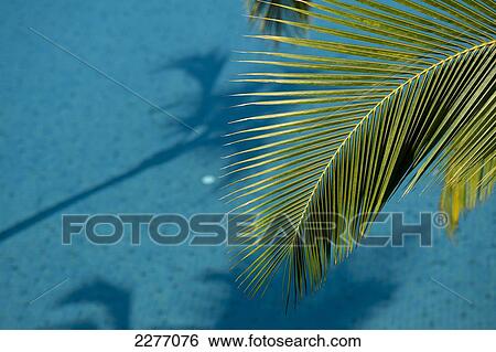 Detail of palm leaf above swimming pool; Goa, India View Large Photo Image Stock Photograph - Detail of palm leaf above swimming pool; Goa, India. Fotosearch