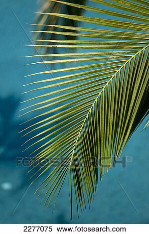 Stock Photography - Detail of palm leaf above swimming pool; Goa, India. Fotosearch
