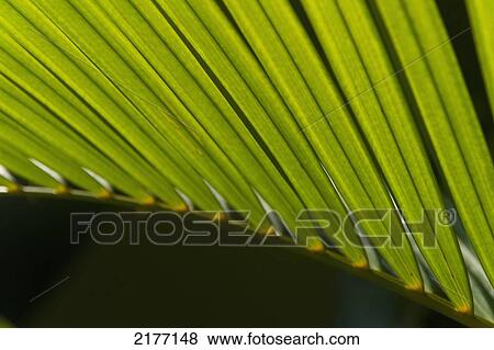Stock Photo - Detail of palm leaf, Thalpe, near Unawatuna, Sri Lanka.. Fotosearch