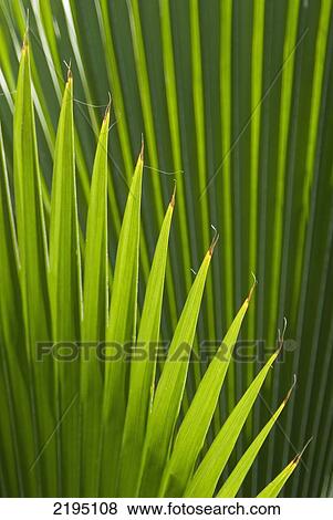 Stock Photo - Detail of palm tree, Grenada.. Fotosearch