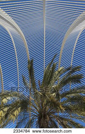 Picture - Detail Of Palm Tree In Umbracle In Ciudad De Las Artes Y Las Ciencias (City Of Arts And Sciences); Valencia, Spain. Fotosearch