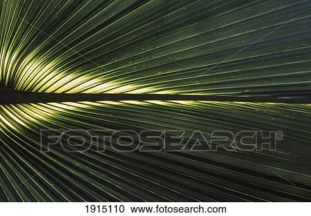 Detail Of Palm Tree View Large Photo Image Stock Image - Detail Of Palm Tree. Fotosearch