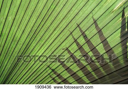 Stock Photograph - Detail Of Palm Tree.. Fotosearch