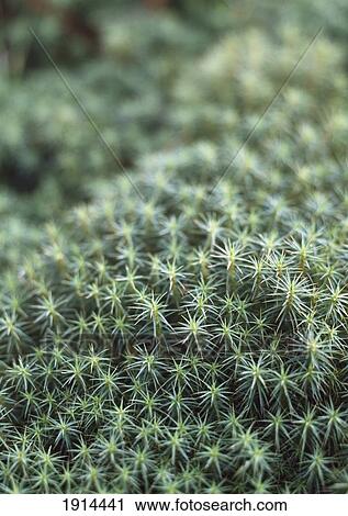 Stock Image - Detail Of Plant. Fotosearch