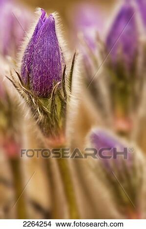 Picture - Detail of purple crocus at sunset; whitehorse yukon canada. Fotosearch