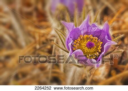 Stock Image - Detail of purple crocus at sunset; whitehorse yukon canada. Fotosearch