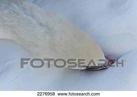 Detail of resting swan; Amsterdam, Holland View Large Photo Image Stock Photo - Detail of resting swan; Amsterdam, Holland. Fotosearch