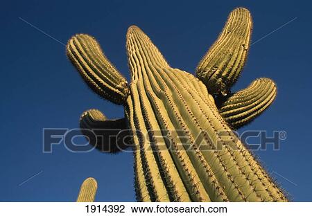 Detail Of Saguaro Cactus View Large Photo Image Stock Image - Detail Of Saguaro Cactus. Fotosearch