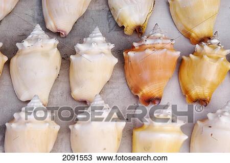 Stock Image - Detail Of Small Conch Shells For Sale, Negril, Jamaica.. Fotosearch
