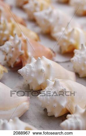 Detail Of Small Conch Shells For Sale; Negril Jamaica View Large Photo Image Stock Photo - Detail Of Small Conch Shells For Sale; Negril Jamaica. Fotosearch