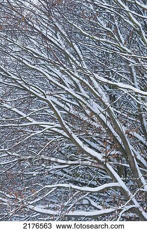 Detail Of Snow-Covered Beech Treelewes, East Sussex, Uk View Large Photo Image Stock Image - Detail Of Snow-Covered Beech Treelewes, East Sussex, Uk. Fotosearch