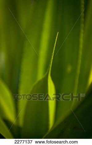 Stock Photo - Detail of spikey new leaf, Thalpe, near Unawatuna, Sri Lanka.. Fotosearch