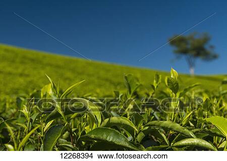Detail of tea leaves in front of small tree amongst hillside covered in tea bushes, Satemwa Tea Estate; Thyolo, Malawi View Large Photo Image Picture - Detail of tea leaves in front of small tree amongst hillside covered in tea bushes, Satemwa Tea Estate; Thyolo, Malawi. Fotosearch