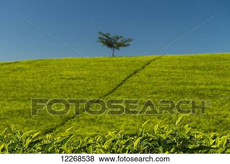 Stock Photo - Detail of tea leaves in front of small tree amongst hillside covered in tea bushes, Satemwa Tea Estate; Thyolo, Malawi. Fotosearch