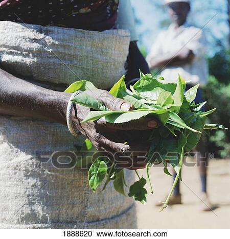 Detail Of Tea Leaves In Hands View Large Photo Image Stock Image - Detail Of Tea Leaves In Hands. Fotosearch