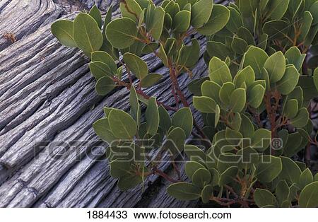 Detail Of Tree Trunk And Plant. View Large Photo Image Stock Image - Detail Of Tree Trunk And Plant.. Fotosearch