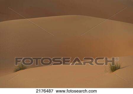 Detail Of Tufts Of Grass In Sand Dunes At Dusk, Liwa, Abu Dhabi, Uae View Large Photo Image Stock Photo - Detail Of Tufts Of Grass In Sand Dunes At Dusk, Liwa, Abu Dhabi, Uae. Fotosearch