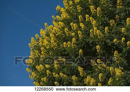 Stock Image - Detail of Winter Cassia tree covered in yellow flowers, Satemwa Tea Estate; Thyolo, Malawi. Fotosearch