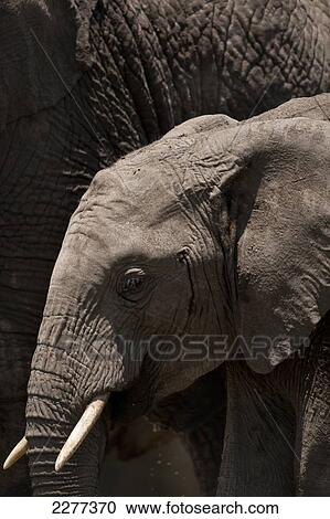 Stock Image - Detail of young elephant in front of large old elephant, Ol Pejeta Conservancy; Kenya. Fotosearch