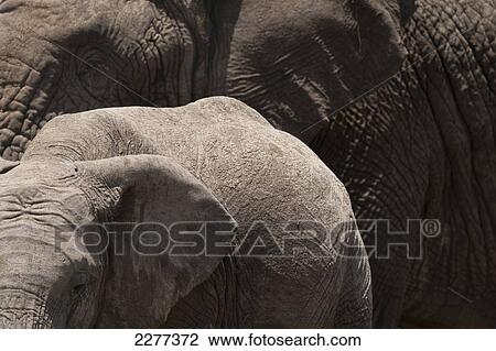 Stock Image - Detail of young elephant in front of large old elephant, Ol Pejeta Conservancy; Kenya. Fotosearch
