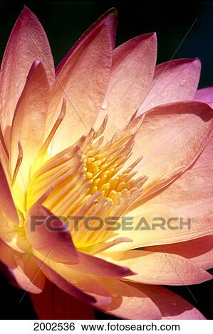Detailed Image Of Pink Water Lily With Yellow Inside, Extreme Close-Up View Large Photo Image Stock Photograph - Detailed Image Of Pink Water Lily With Yellow Inside, Extreme Close-Up. Fotosearch