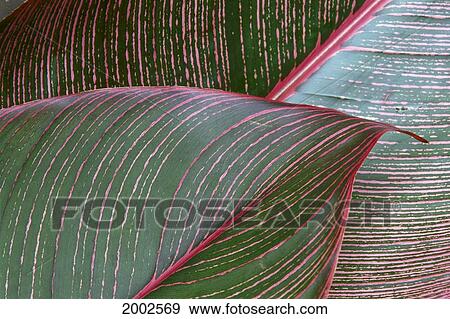 Detailed View Of A Heliconia Indica Leaf, Green With Red Lines View Large Photo Image Stock Photo - Detailed View Of A Heliconia Indica Leaf, Green With Red Lines. Fotosearch