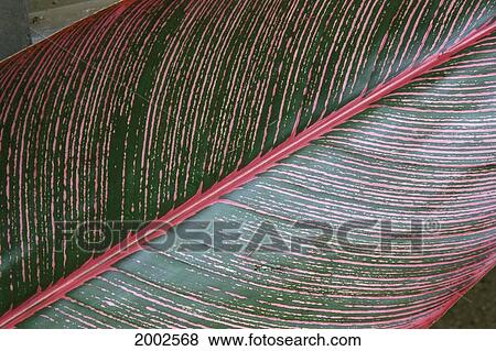 Stock Photo - Detailed View Of A Heliconia Leaf, Green With Red Lines. Fotosearch