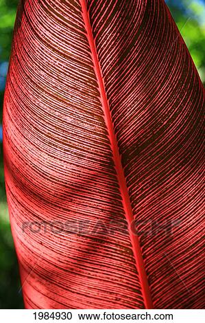 Stock Image - Detailed View Of A Pink-Striped Heliconia Indica Leaf.. Fotosearch