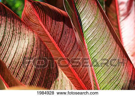 Detailed View Of A Pink-Striped Heliconia Indica Leaves. View Large Photo Image Stock Photo - Detailed View Of A Pink-Striped Heliconia Indica Leaves.. Fotosearch