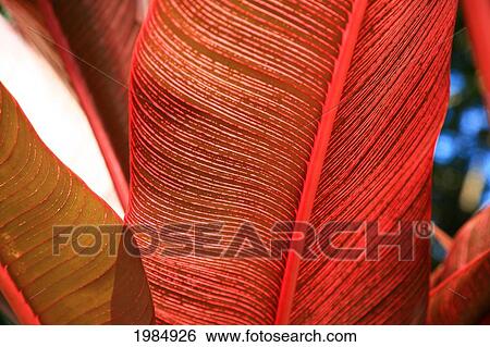 Stock Photograph - Detailed View Of A Pink-Striped Heliconia Indica Leaf.. Fotosearch