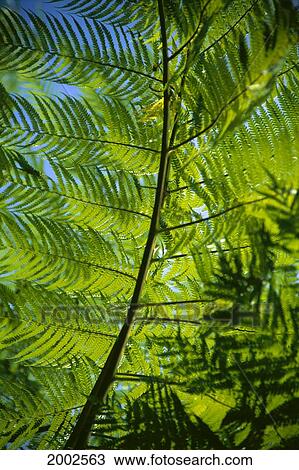 Stock Image - Detailed View Of Fern Plants Growing Wild In Tropical Forest, Blue Sky And Sunshine. Fotosearch