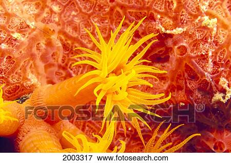 Detailed View Of Orange Tube Coral (Tubastrea Faulneri) View Large Photo Image Stock Photo - Detailed View Of Orange Tube Coral (Tubastrea Faulneri). Fotosearch