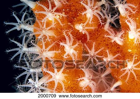 Stock Photo - Detailed View Of Pink Sponge Covered Gorgonian Coral, With Polyp Detail. Fotosearch