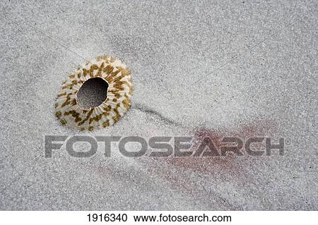 Stock Image - Details In The Clean Sand On A Beach. Fotosearch
