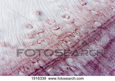 Stock Photo - Details In The Clean Sand. Fotosearch