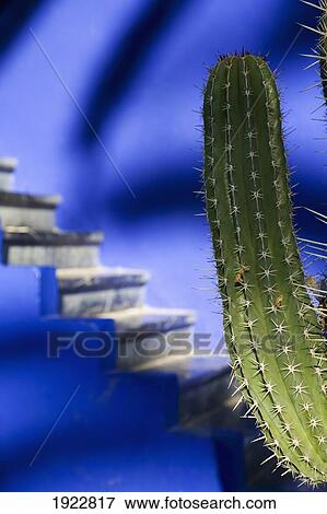 Stock Photo - Details Of A Cactus With Blue Steps In The Background In Majorelle Gardens, Marrakesh, Morocco. Fotosearch