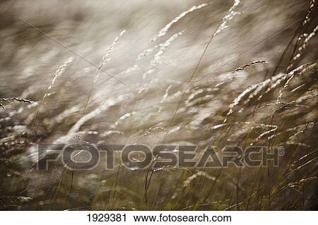 Stock Image - Details Of Grasses Blowing In Wind. Kent Uk. Fotosearch