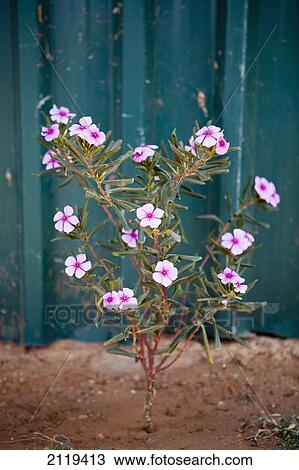 Stock Image - Details of pink flowers growing next to blue container; Kenya. Fotosearch
