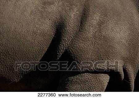 Detal of skin of Great Northen White Rhino in special enclosure, Ol Pejeta Conservancy; Kenya View Large Photo Image Stock Image - Detal of skin of Great Northen White Rhino in special enclosure, Ol Pejeta Conservancy; Kenya. Fotosearch
