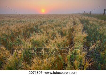 Dew Covered Ripening Barley Before A Foggy Sunrise, North Of Edmonton, Alberta View Large Photo Image Stock Photo - Dew Covered Ripening Barley Before A Foggy Sunrise, North Of Edmonton, Alberta. Fotosearch