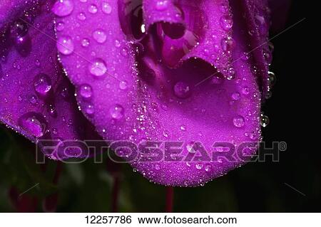 Stock Photograph - Dew Drops on a pink fushia flower petal, Olympia, Washington, USA. Fotosearch