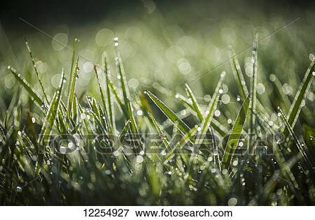 Stock Photo - Dew glistens on the grass; Astoria, Oregon, United States of America. Fotosearch