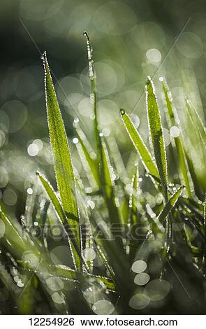 Dew glistens on the grass; Astoria, Oregon, United States of America View Large Photo Image Stock Photograph - Dew glistens on the grass; Astoria, Oregon, United States of America. Fotosearch