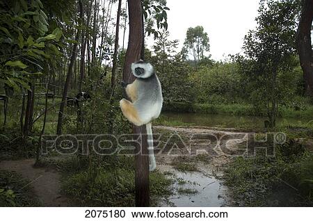 Stock Image - Diademed Sifaka (Propithecus Diadema), Andasibe-Mantadia National Park, Toamasina Province, Madagascar. Fotosearch