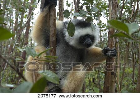 Stock Photo - Diademed Sifaka (Propithecus Diadema), Andasibe-Mantadia National Park, Toamasina Province, Madagascar. Fotosearch