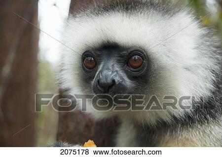 Stock Photo - Diademed Sifaka (Propithecus Diadema), Andasibe-Mantadia National Park, Toamasina Province, Madagascar. Fotosearch