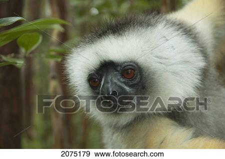 Stock Photo - Diademed Sifaka (Propithecus Diadema), Andasibe-Mantadia National Park, Toamasina Province, Madagascar. Fotosearch